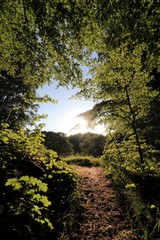 the light in the forest,  woodland burial,  forest cemetery 