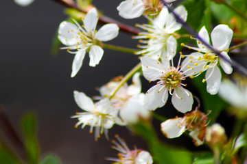 White cherry blossoms in spring sun with blue sky and tender bokeh