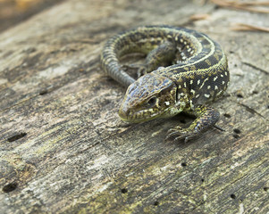 The brown lizard rests on the wood. Basking in the sun.Lacerta agilis.
