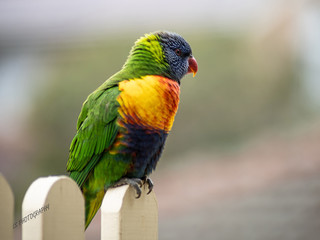 Peaceful Lorikeet