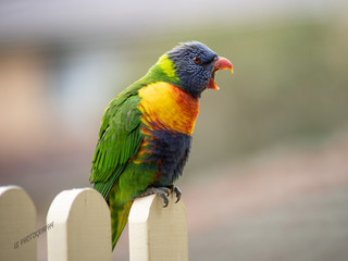 Angry Lorikeet