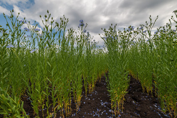 Obraz premium Landscape with field of flax