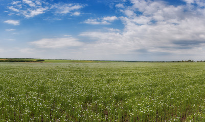 Landscape with field of flax