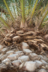 Palm Tree from Below
