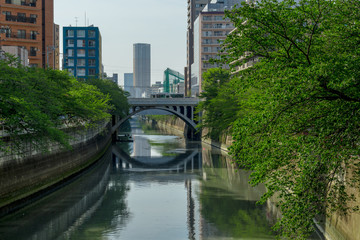 東京　目黒川と春の新緑１