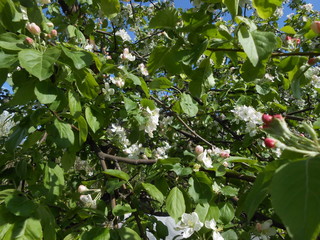 белые и красные цветы яблони в саду