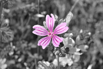 Flor de malva en primavera con fondo en blanco y negro