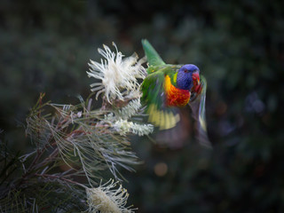 Lorikeet in flight
