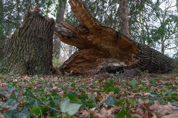 Fototapeta premium Sturmschaden, abgeknickter, morscher Baum