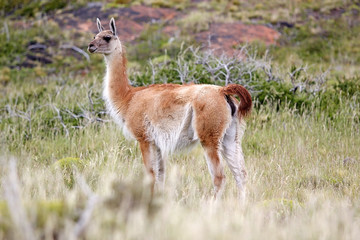 Guanaco (Lama guanicoe) in Torres del Paine National Park, Magallanes Region, southern Chile