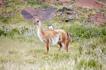 Guanaco (Lama guanicoe) in Torres del Paine National Park, Magallanes Region, southern Chile