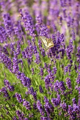 Obraz premium Butterfly flying over lavender flower, butterflies on lavender flower
