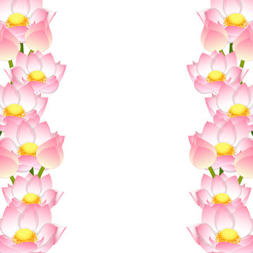 Nelumbo nucifera - Indian lotus Border, sacred lotus, bean of India, Egyptian bean. National flower of India and Vietnam. Vector Illustration. isolated on White Background.