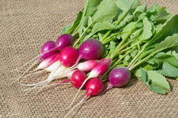 Fresh radish of different varieties