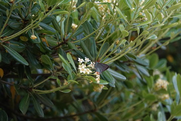 トベラの花とアオバセセリ
