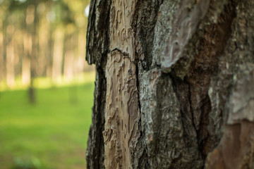 Pine trees in the forest. Bark And the tall corners of tall pines see the sky.