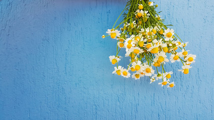 chamomile flowers on blue wall