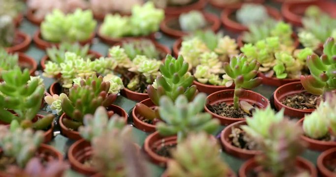 Succulent plants for selling