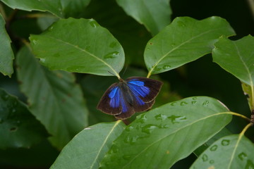 ムラサキシジミ