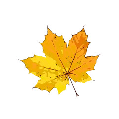autumn dry leaves isolated on white background. yellow leaf vector and illustration
