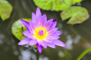 Purple Lotus Flower