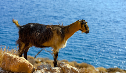 Cretan goat in the mountains against the background of the Mediterranean Sea