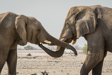 two elephants meeting at waterhole Klein Namutoni in Etosha N.P. / Namibia