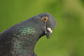 pigeon