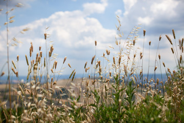 Tuscan field