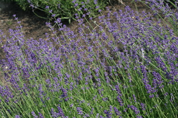 Fototapeta na wymiar Lavendel im Vorgarten 2