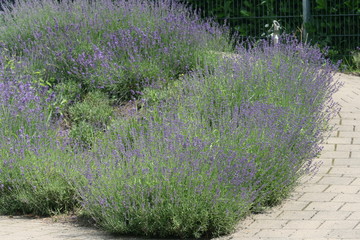 Lavendel im Vorgarten 1