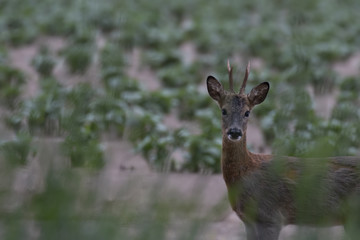 Roe deer, Capreolus capreolus, within a cutivated field feeding on hedge greens during the evening in morayshire, scotland.