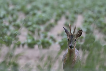Roe deer, Capreolus capreolus, within a cutivated field feeding on hedge greens during the evening in morayshire, scotland.