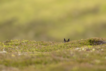 Mountain hare, lepus timidus, sitting, hiding on low lying heather in summer, june on a mountain in the cairngorms national park.