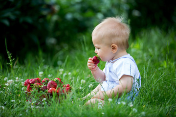 Cute toddler child, boy, eating strawberries in a garden
