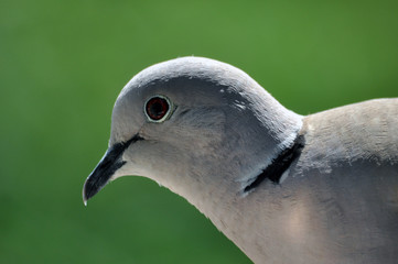 pigeon