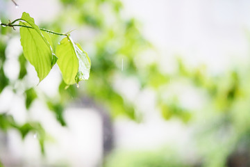 雨と葉っぱ