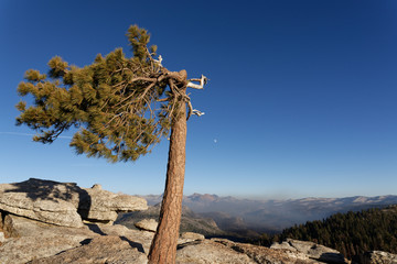 Juniper tree in Yosemite National Park