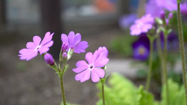 Pink flowers of Primula farinosa grow in the backyard.