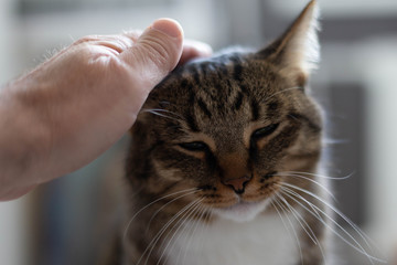 hand stroking the cat