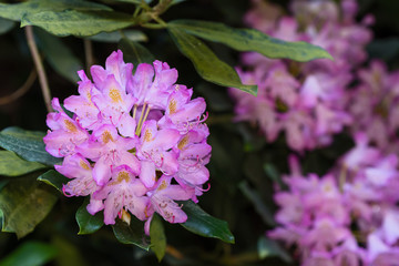 pink flowers of rhododendron and green leaves