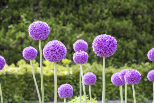 葱坊主」の写真素材 | 377件の無料イラスト画像 | Adobe Stock