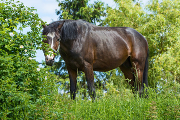 beautiful brown horse in high green grass