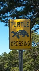 Schild: Turtle Crossing, Achtung: Schildkr&ouml;ten auf Cape Cod, USA