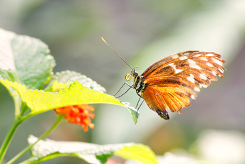 Tiger longwing - Heliconius hecale, beautiful orange butterfly from Central and South America forests.