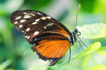 Fototapeta na wymiar Tiger longwing - Heliconius hecale, beautiful orange butterfly from Central and South America forests.