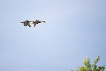 Couple of spot-billed ducks flying together in the blue sky in summer.
