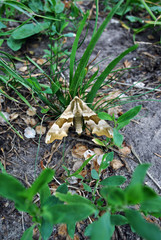 Mimas tiliae (lime hawk-moth) sitting on grass, blurry ground background
