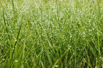 Fresh morning dew on summer grass, natural background