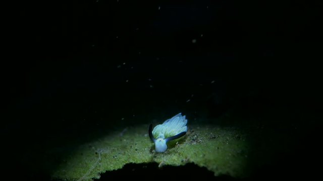 sea slug
